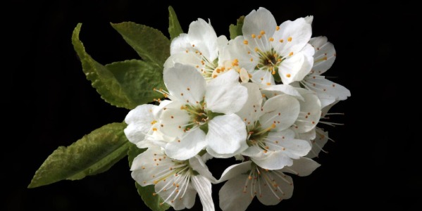 Envíos de ramos de flores blancas a domicilio